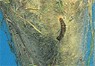Photographie d'un nid de chenilles processionnaires