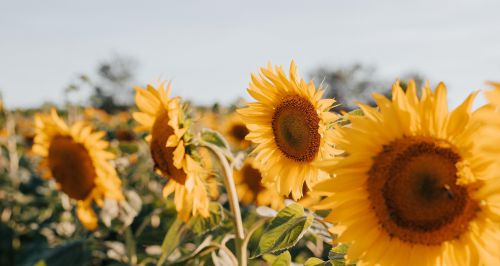 Elections communales 2026